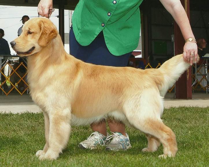 Sun Golden Golden Retrievers